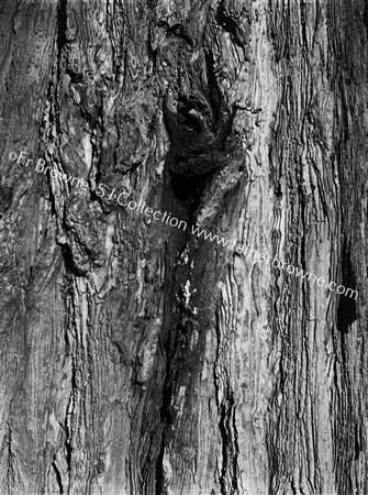 ROOSTS OF TREE-CREEPER